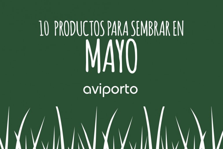 aviporto-mayo.001