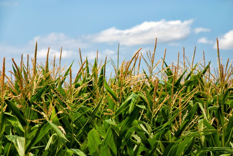 biofertilizante-biof