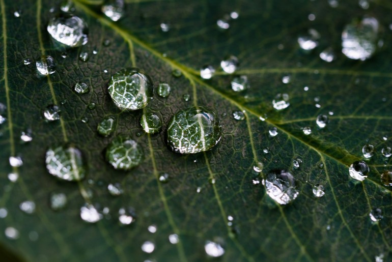 Gotas de agua en hoja