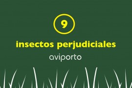 insectos beneficiosos